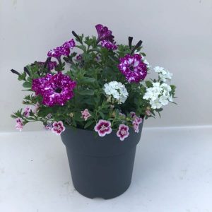 PLantenactie, bestellen kan tot 30 April!